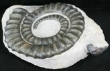 Anetoceras Ammonite With Trilobite Head #23867-3